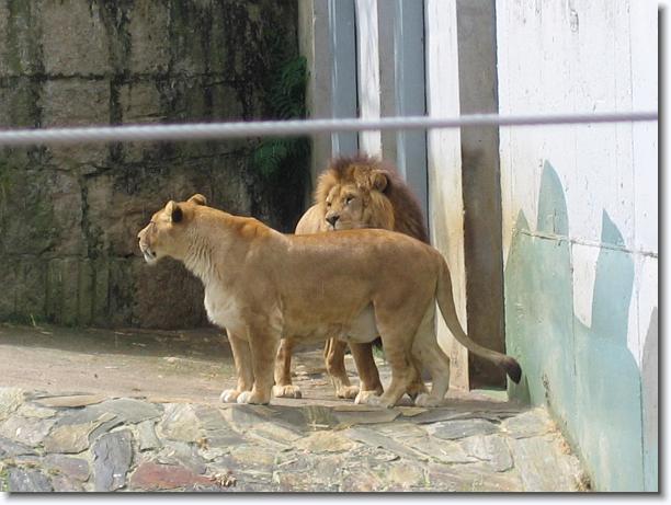 Diapositiva siguiente